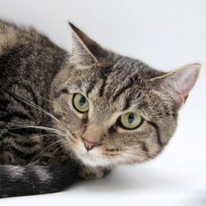 Sapphire - *Adoption Fee Fully Sponsored* Located in Herndon VA