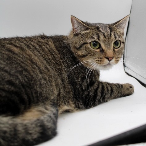 Sapphire - *Adoption Fee Fully Sponsored* Located in Herndon VA 2