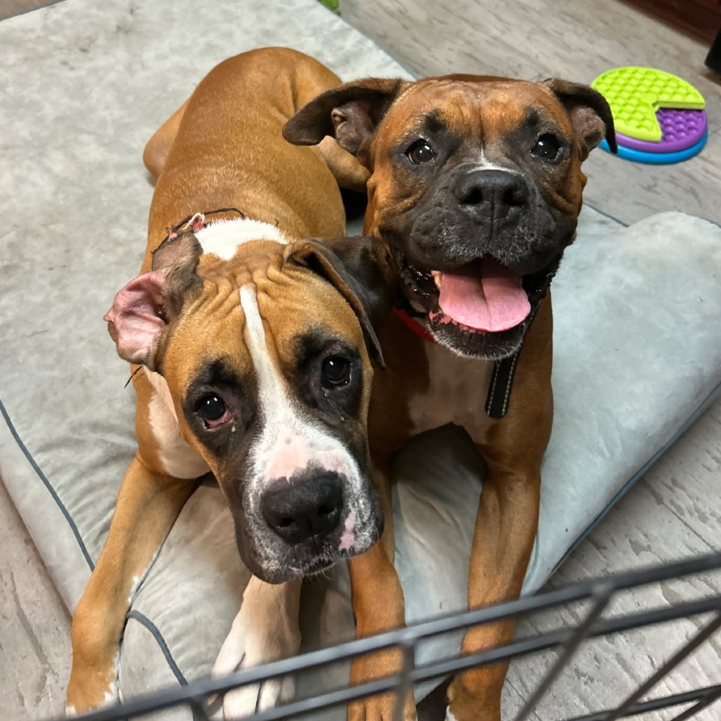 Lady (Bonded to Astro)