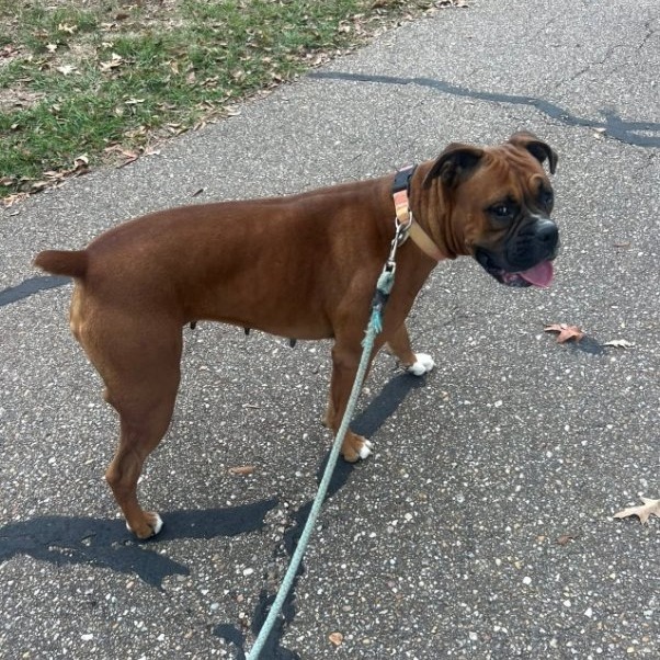 Lady (Bonded to Astro)