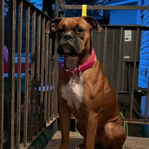 Lady (Bonded to Astro)