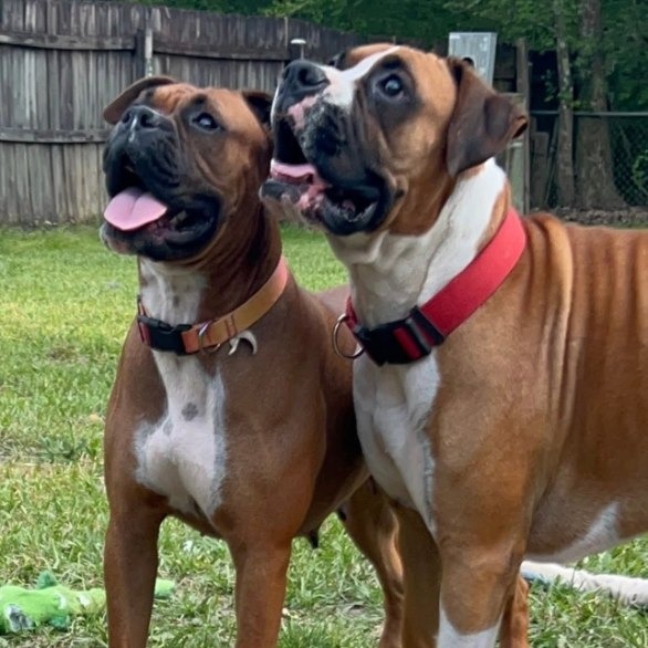 Astro (Bonded to Lady)