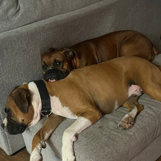 Astro (Bonded to Lady)