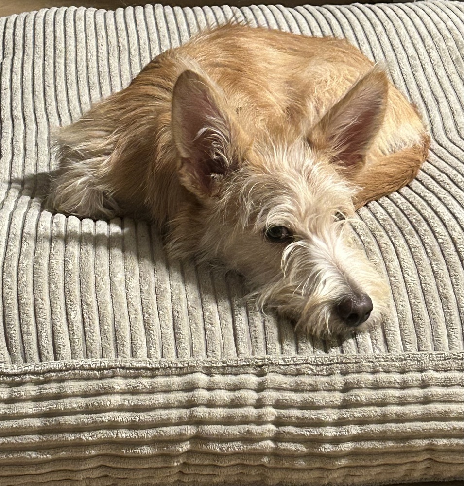 BRODY