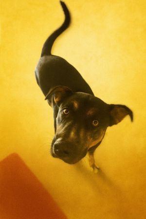 Maverick-Adoptable Awaiting S/N