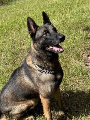Jack - Located in FL