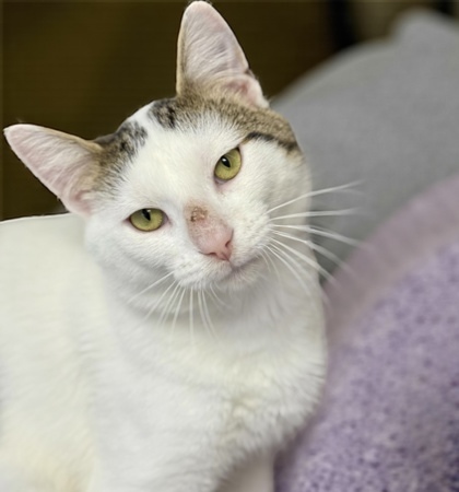 Bullseye, an adoptable Domestic Short Hair in Gwinn, MI, 49841 | Photo Image 1