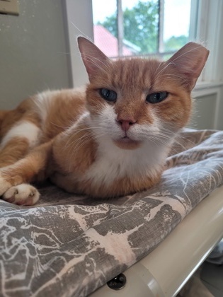Garfield