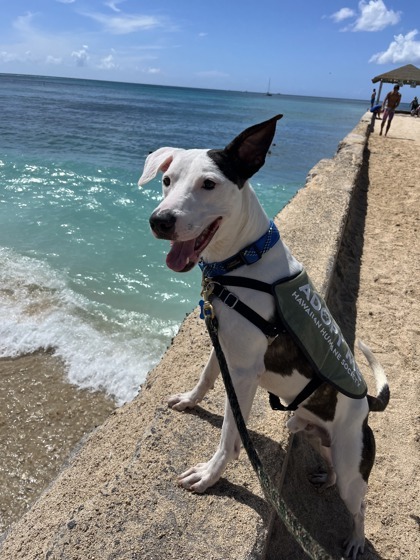 Pete, an adoptable Mixed Breed in Honolulu, HI, 96826 | Photo Image 1
