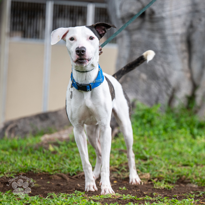 Pete, an adoptable Mixed Breed in Honolulu, HI, 96826 | Photo Image 2