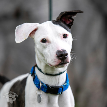 Pete, an adoptable Mixed Breed in Honolulu, HI, 96826 | Photo Image 3
