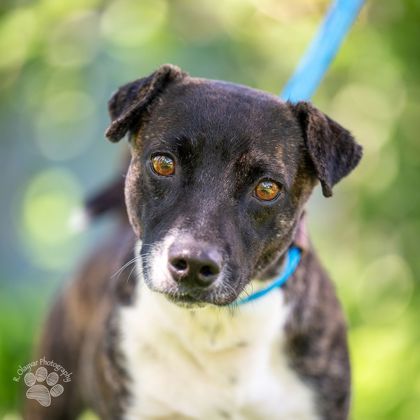 Chance, an adoptable Terrier, Mixed Breed in Honolulu, HI, 96826 | Photo Image 1