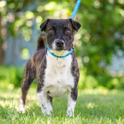 Chance, an adoptable Terrier, Mixed Breed in Honolulu, HI, 96826 | Photo Image 2