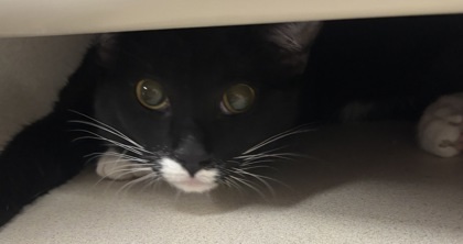 Mr. Bigotes - I am at PetSmart Framingham