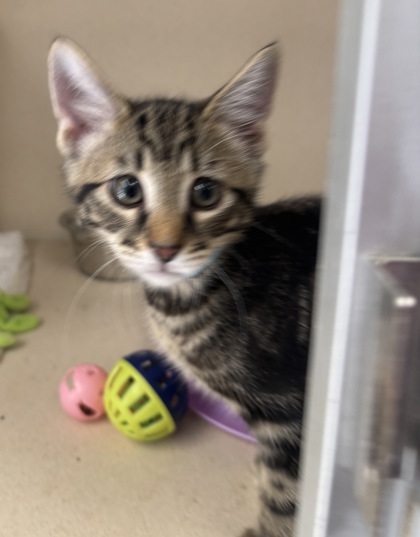 Thumper - I AM AT PetSmart Framingham