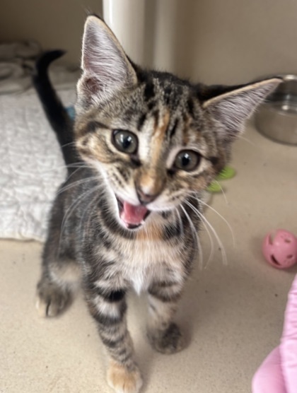 Sunnie - I AM AT PetSmart Framingham