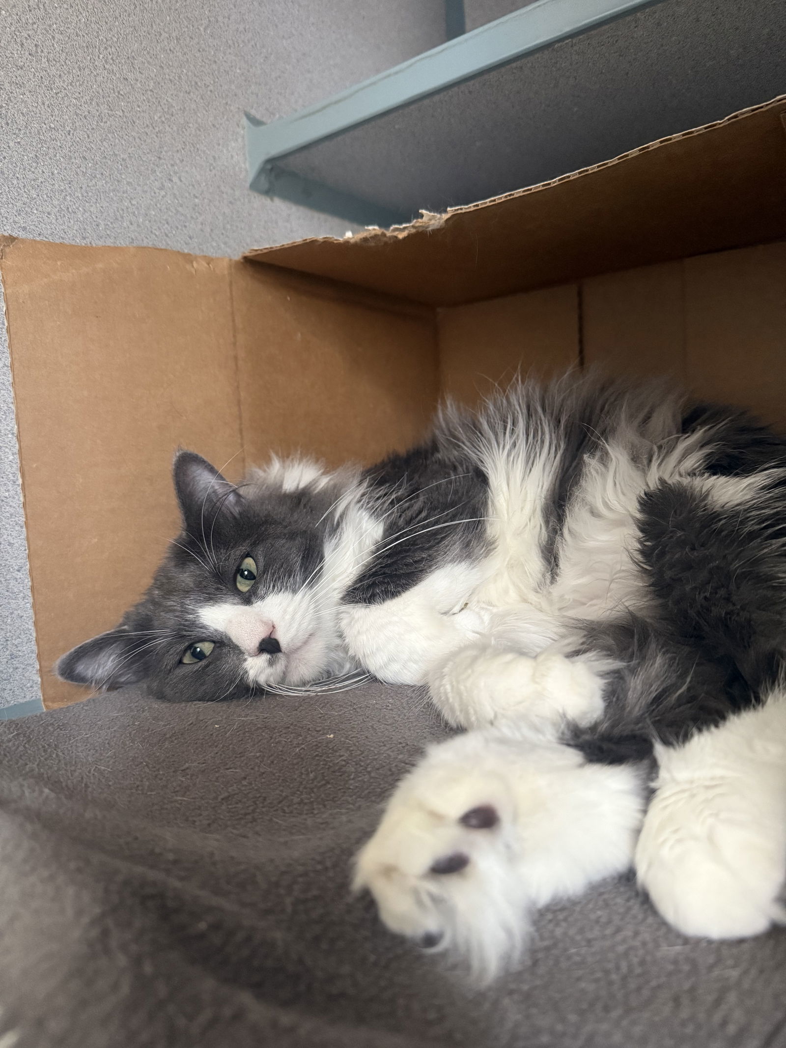 Martine, an adoptable Domestic Long Hair in Fort Collins, CO, 80524 | Photo Image 1
