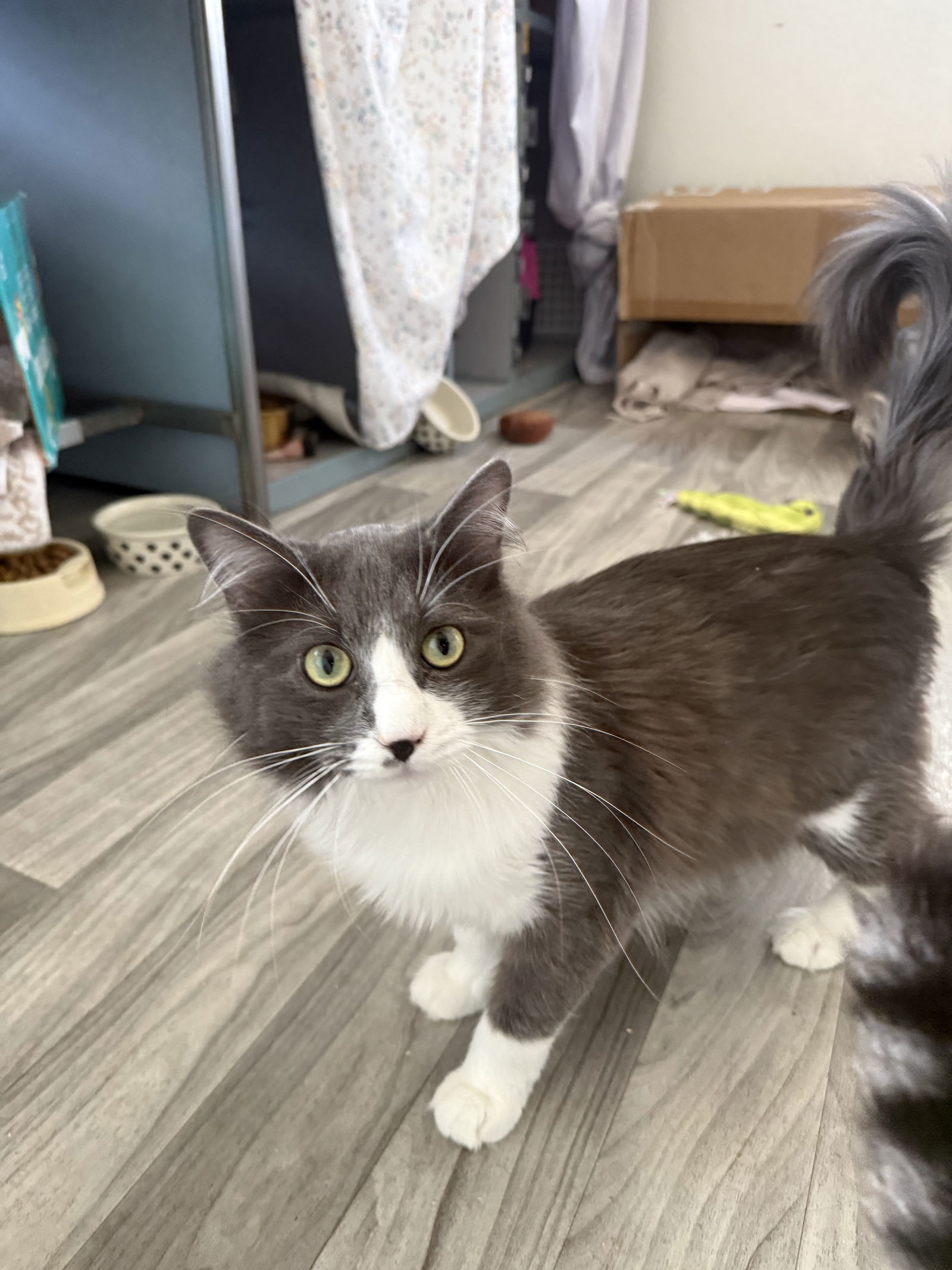 Martine, an adoptable Domestic Long Hair in Fort Collins, CO, 80524 | Photo Image 2