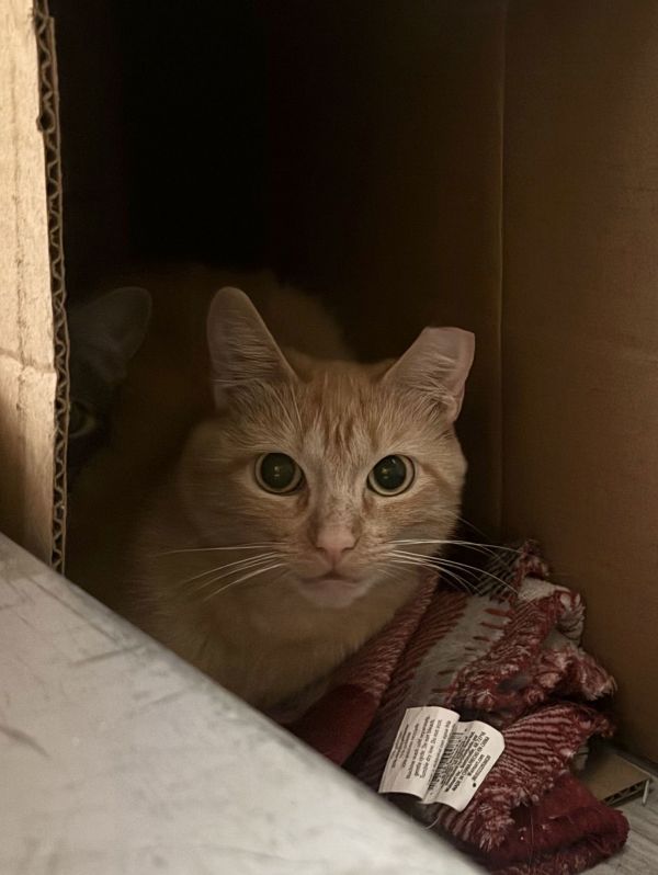 Clementine- Barn Cat