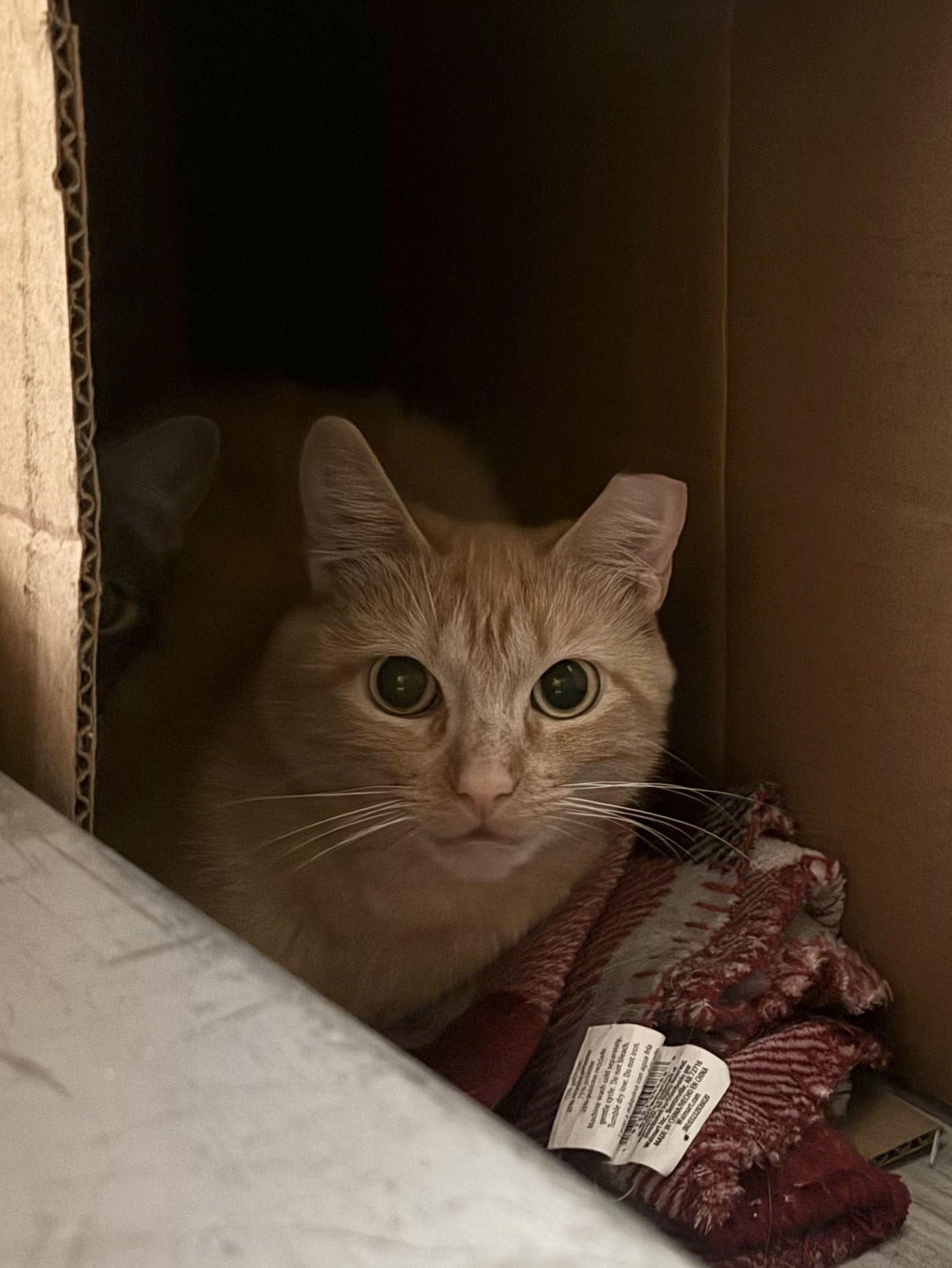 Clementine- Barn Cat, an adoptable Domestic Short Hair in Fort Collins, CO, 80524 | Photo Image 1