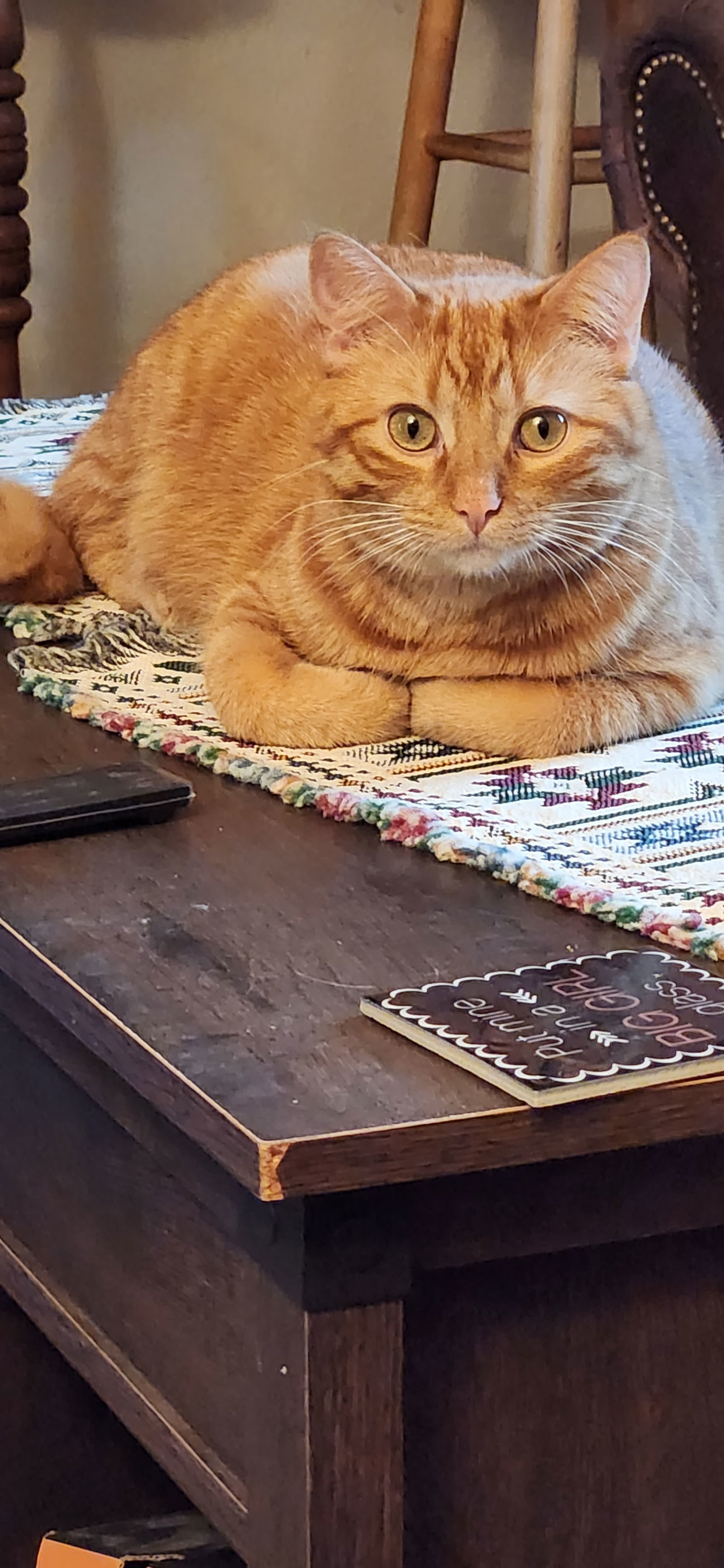 Ghost, an adoptable Domestic Short Hair in Fort Collins, CO, 80524 | Photo Image 1