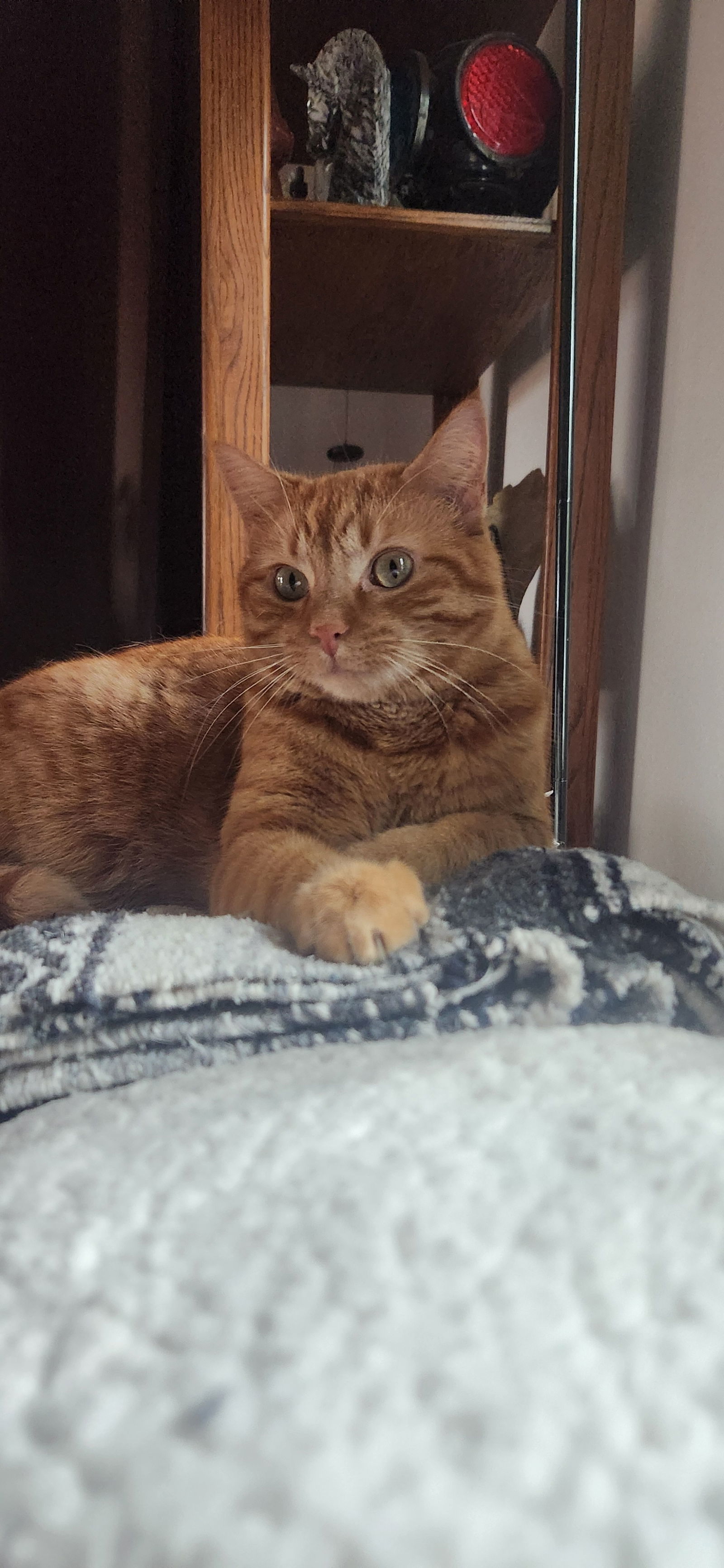 Ghost, an adoptable Domestic Short Hair in Fort Collins, CO, 80524 | Photo Image 2