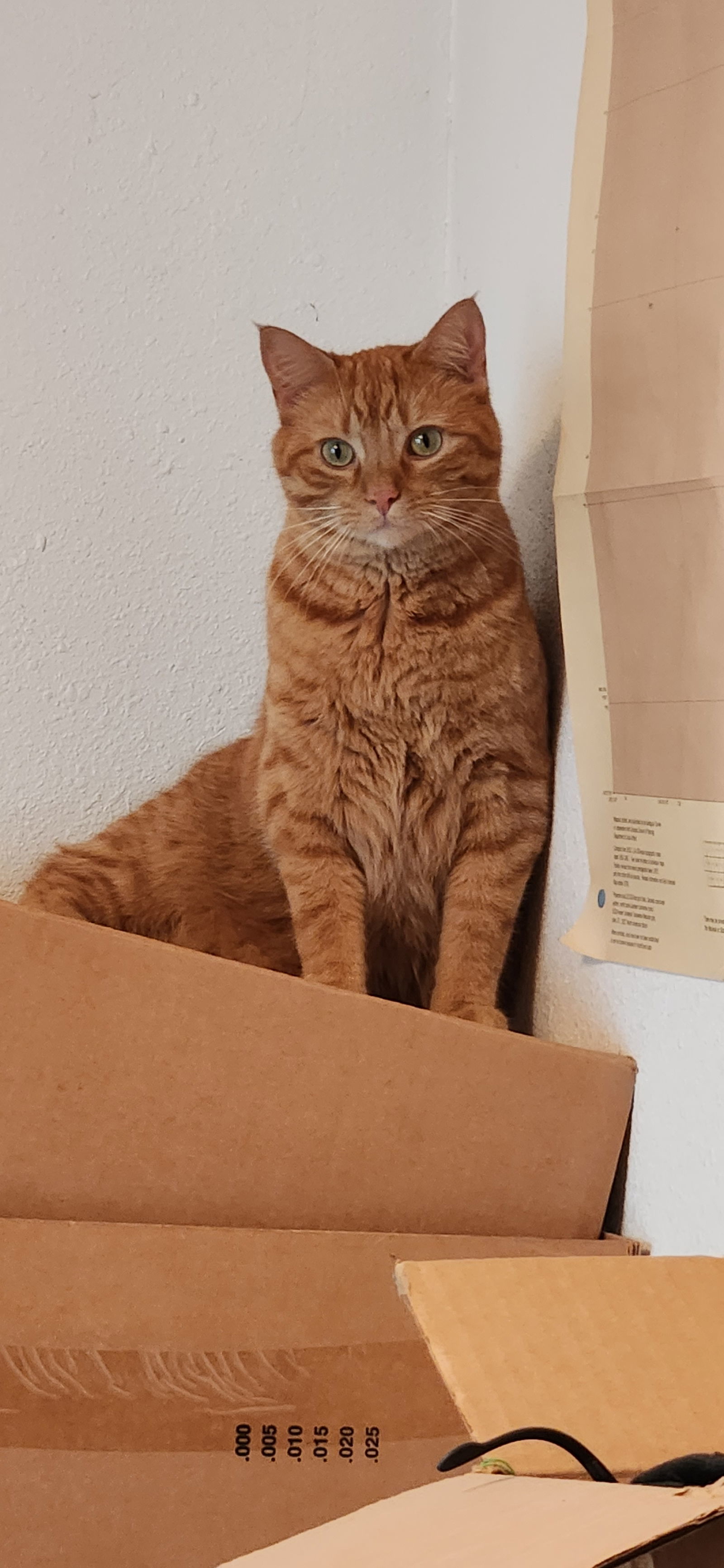 Ghost, an adoptable Domestic Short Hair in Fort Collins, CO, 80524 | Photo Image 3