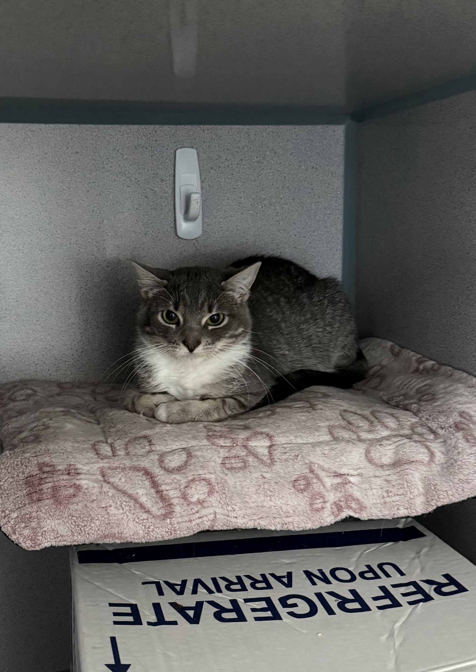 Ruby- Barn Cat, an adoptable Domestic Short Hair in Fort Collins, CO, 80524 | Photo Image 1