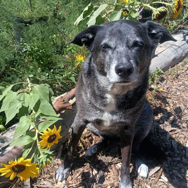 Daisy