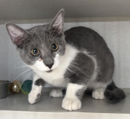 Sprinkles - I AM AT PetSmart Northborough