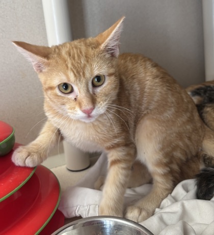 Muffin - I AM AT PetSmart Northborough
