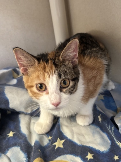 Brownie - I AM AT PetSmart Northborough