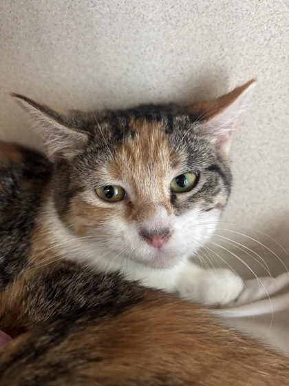 Peach Cobbler - I AM AT PetSmart Northborough