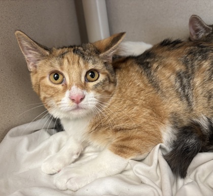 Donut - I AM AT PetSmart Northborough