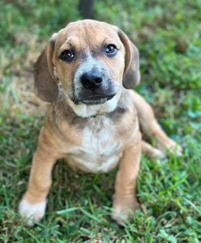 Jekyll