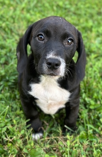 Amelia