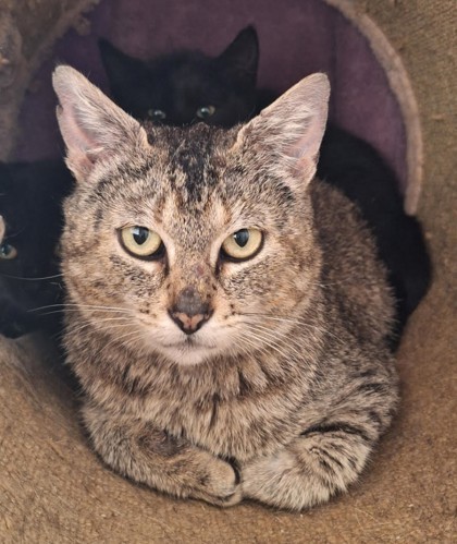 Osa, an adoptable Domestic Short Hair in Pendleton, OR, 97801 | Photo Image 1