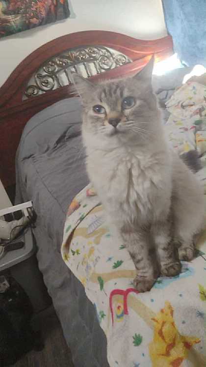 Subi, an adoptable Domestic Long Hair, Siamese in Pendleton, OR, 97801 | Photo Image 1