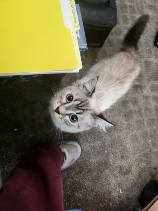 Subi, an adoptable Domestic Long Hair, Siamese in Pendleton, OR, 97801 | Photo Image 2