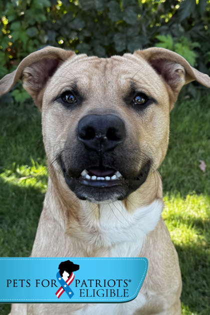 Quicksand, an adoptable Mixed Breed in Walla Walla, WA, 99362 | Photo Image 1