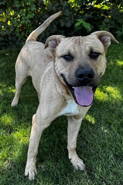 Quicksand, an adoptable Mixed Breed in Walla Walla, WA, 99362 | Photo Image 2
