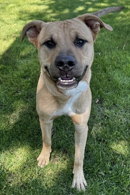 Quicksand, an adoptable Mixed Breed in Walla Walla, WA, 99362 | Photo Image 3