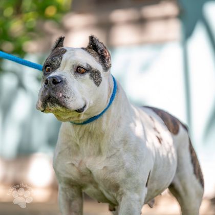 Coco, an adoptable Terrier, Mixed Breed in Honolulu, HI, 96826 | Photo Image 1