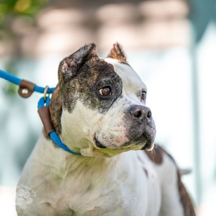 Coco, an adoptable Terrier, Mixed Breed in Honolulu, HI, 96826 | Photo Image 2