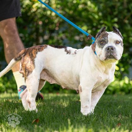 Coco, an adoptable Terrier, Mixed Breed in Honolulu, HI, 96826 | Photo Image 3