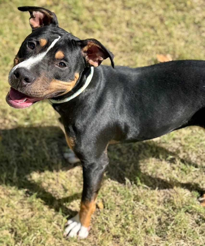 Flower, an adoptable Pit Bull Terrier in Great Bend, KS, 67530 | Photo Image 1