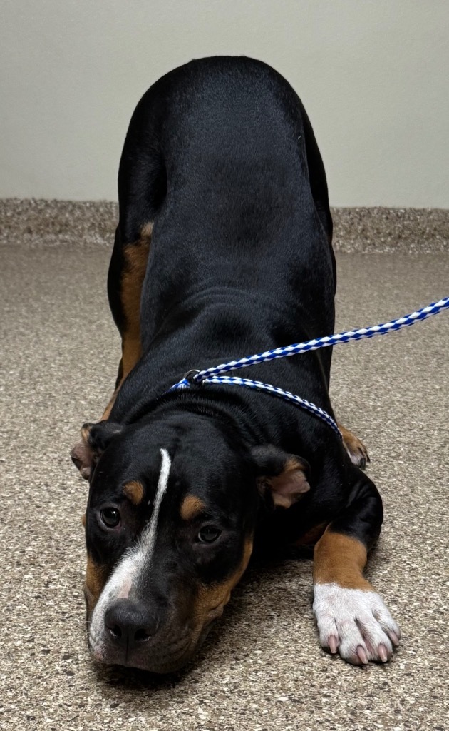 Flower, an adoptable Pit Bull Terrier in Great Bend, KS, 67530 | Photo Image 2