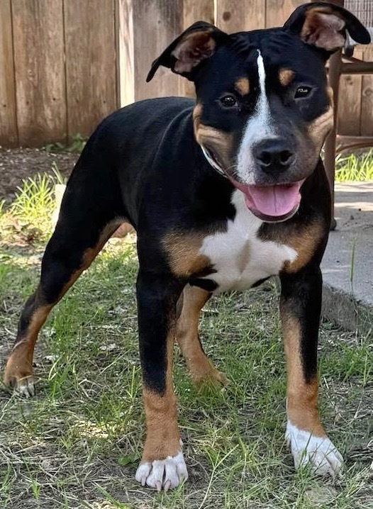 Flower, an adoptable Pit Bull Terrier in Great Bend, KS, 67530 | Photo Image 3