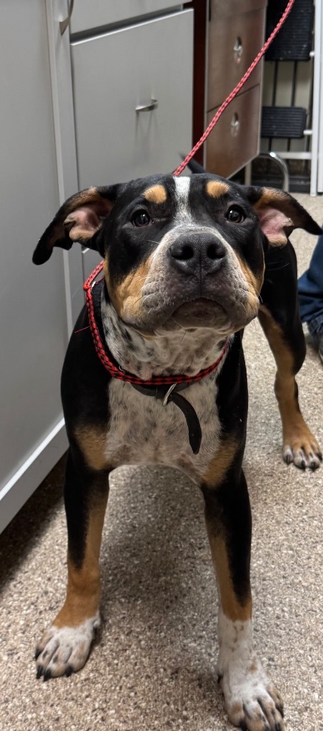 Ranger, an adoptable Pit Bull Terrier in Great Bend, KS, 67530 | Photo Image 2