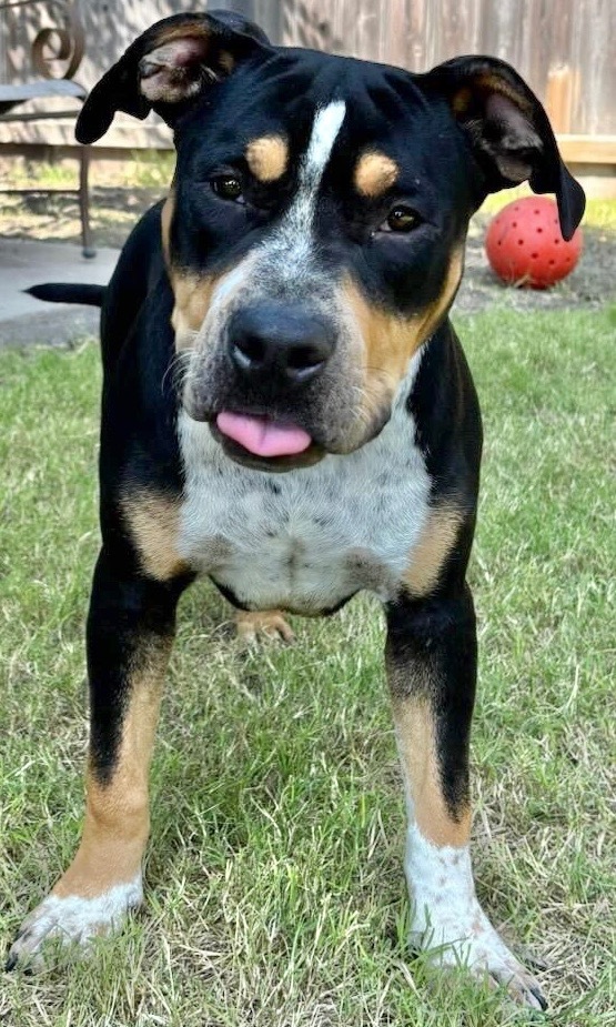 Ranger, an adoptable Pit Bull Terrier in Great Bend, KS, 67530 | Photo Image 3